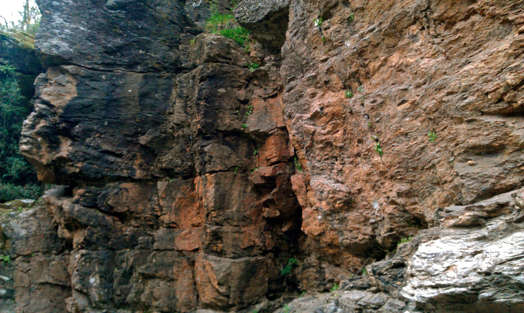 Roche