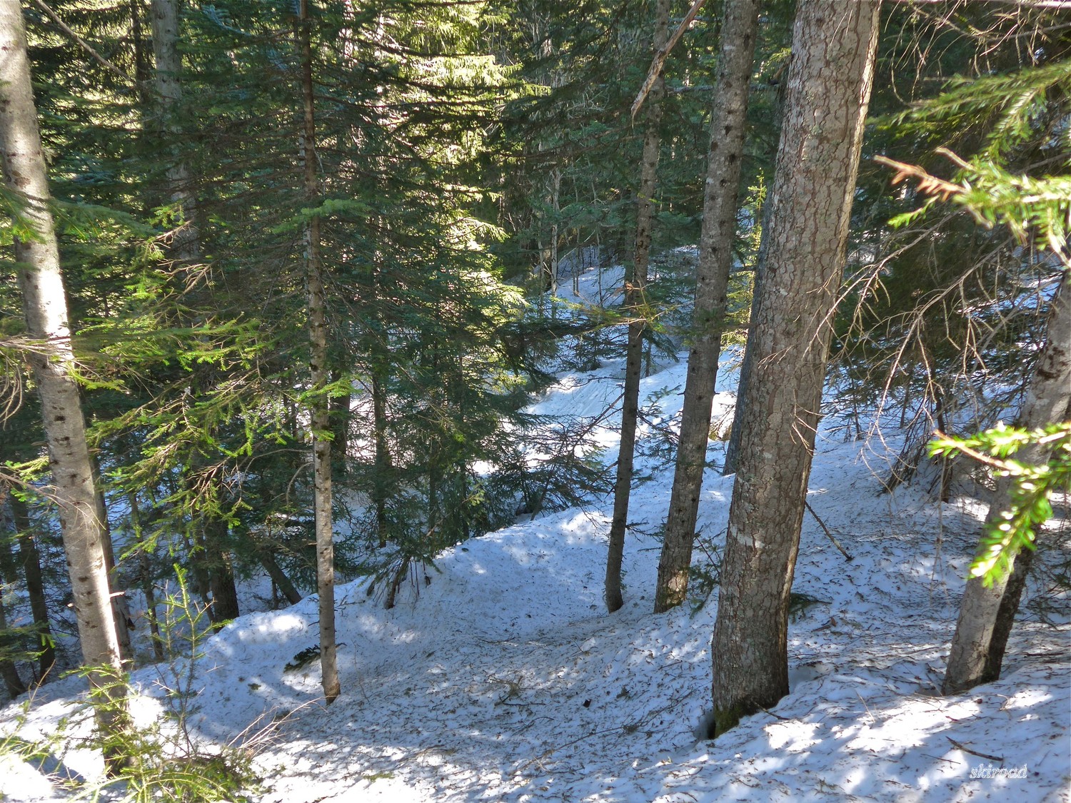 Très salle dans la forêt.
