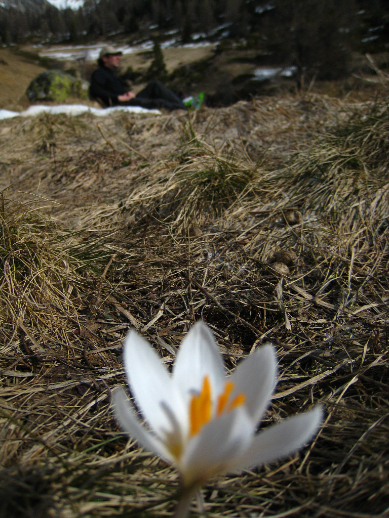 Crocus (flou) et repos du guerrier