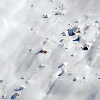 Capanna Sciora 2118m semi sommersa dalla neve in questo eccezionale inverno nevoso 2013/2014 dal Pizzo dei Vanni 2774m