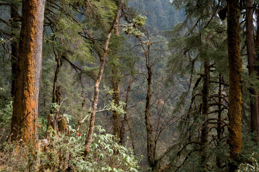 Forêt dans la descente du trek de l'Helambu