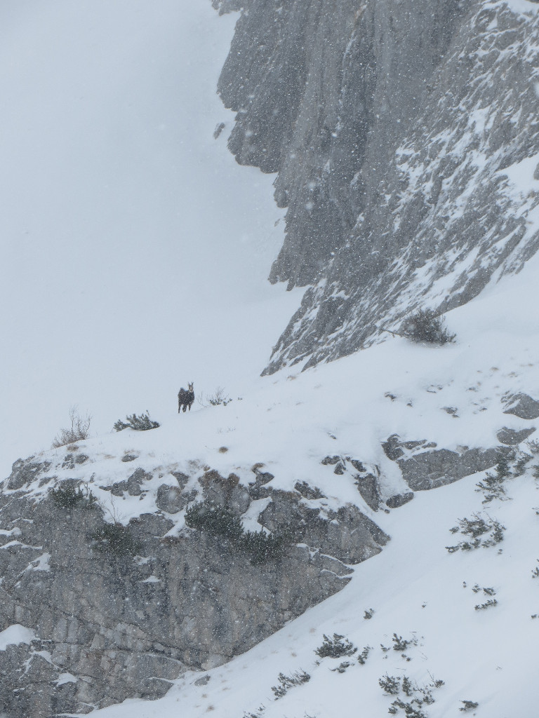 Chamois