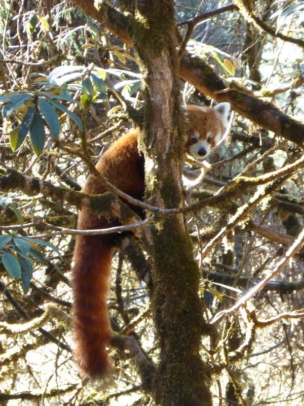 Magnifique rencontre (Panda roux).