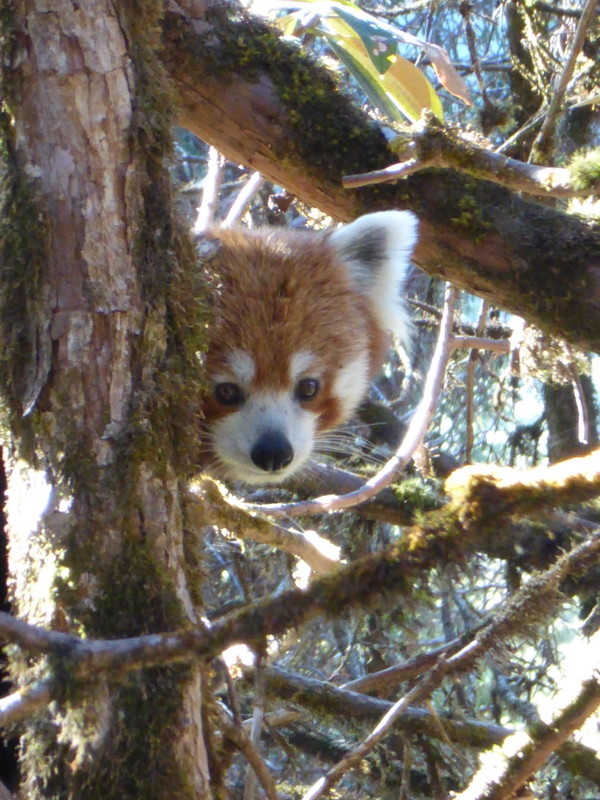 Panda roux