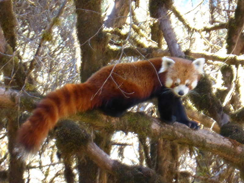 Panda roux.