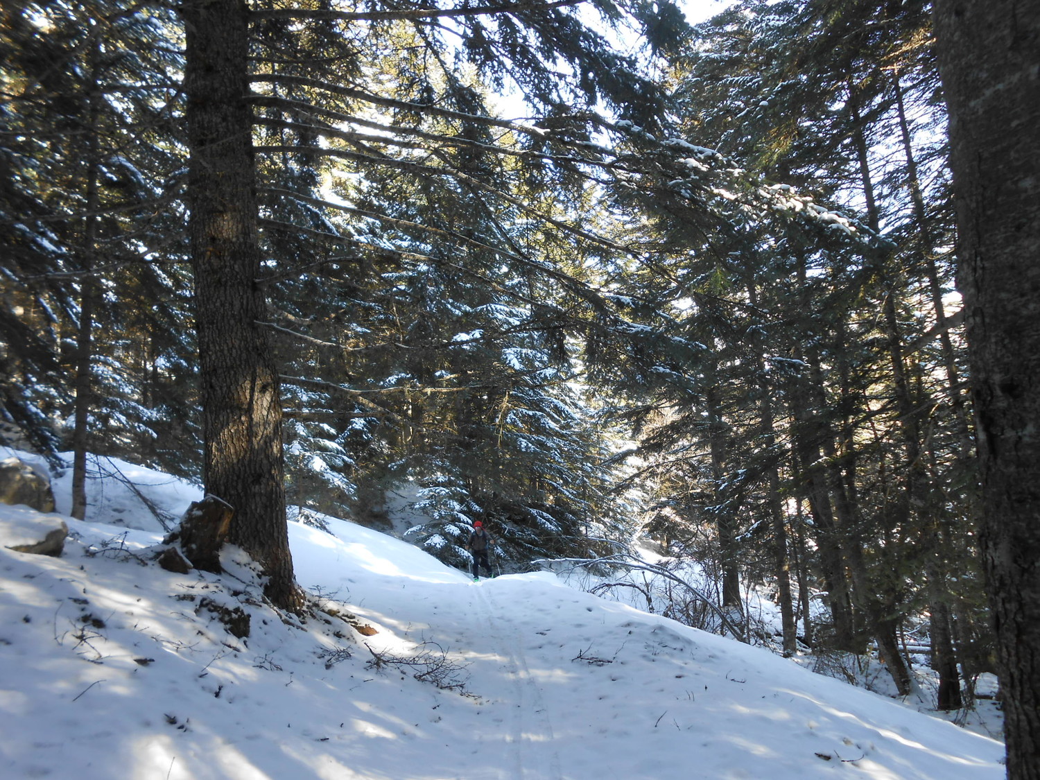 montée en forêt