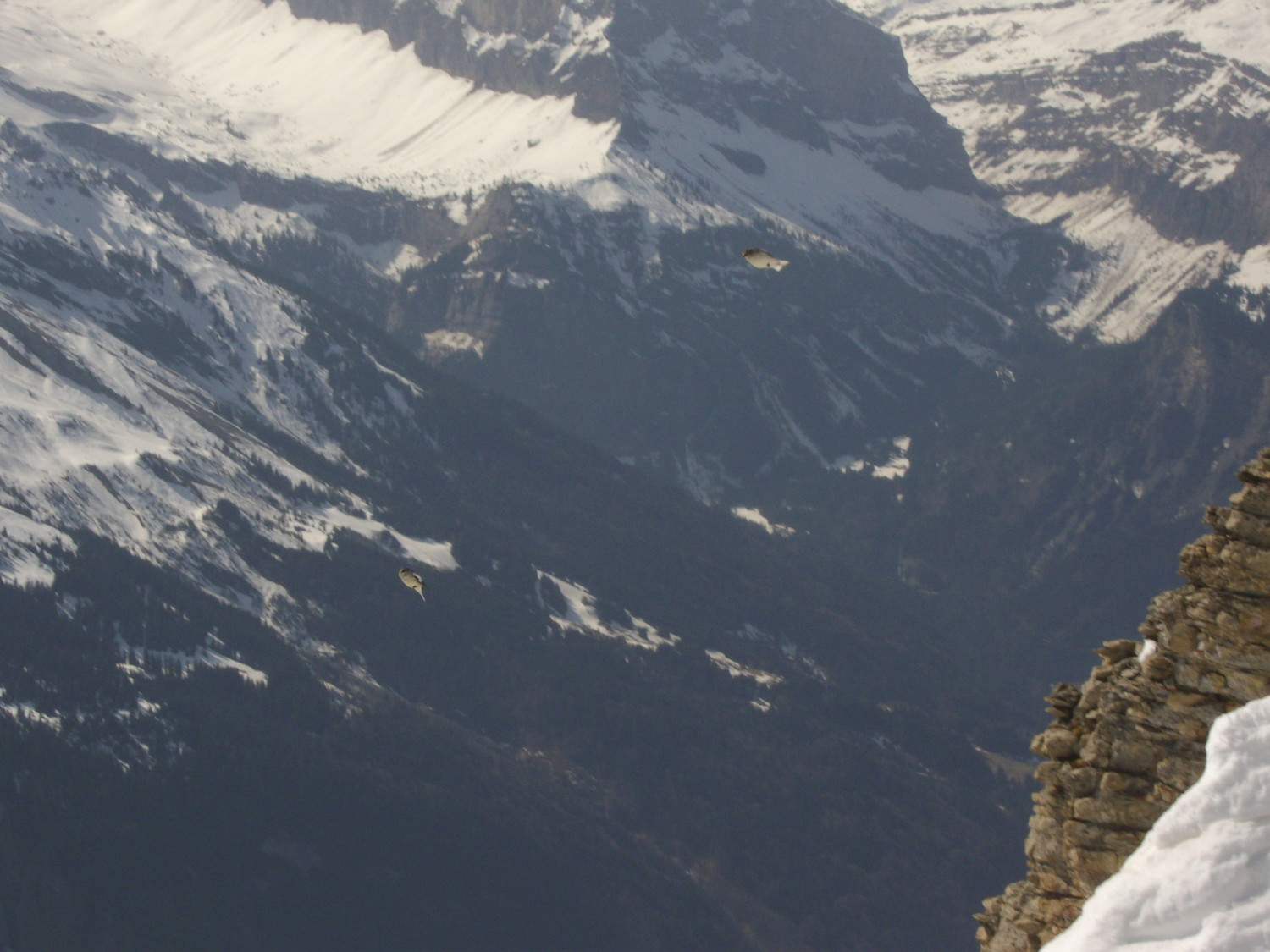 4 accenteurs alpins sont venus voler et se poser près de moi