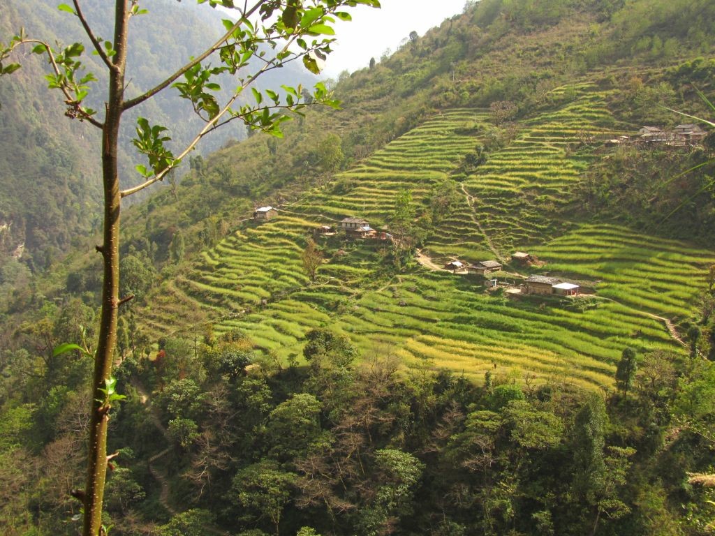 Cultures en terrasses près de Jhinu Danda
