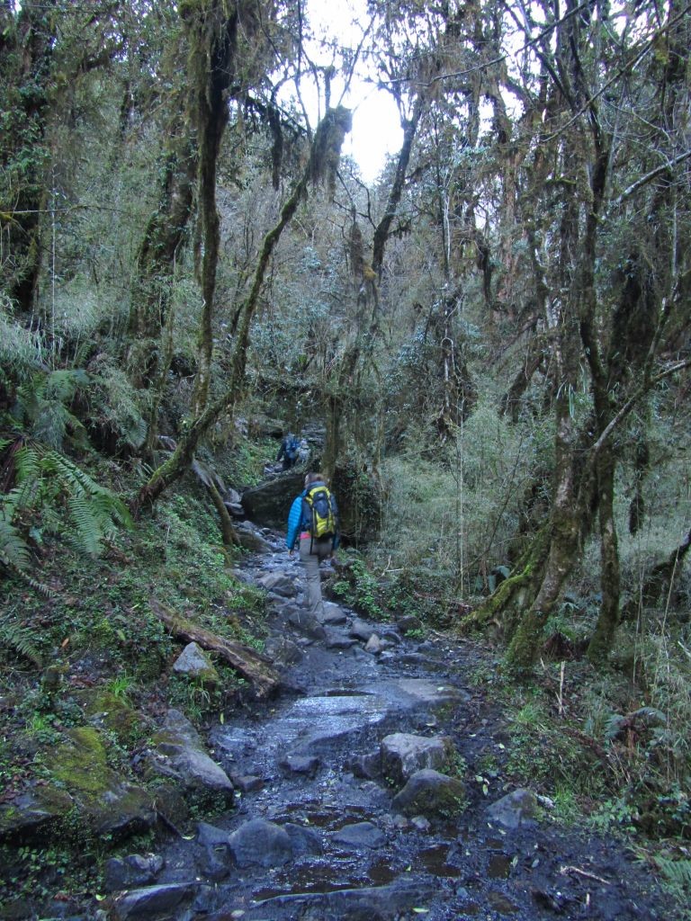 Parcours en forêt entre Doban et Bamboo