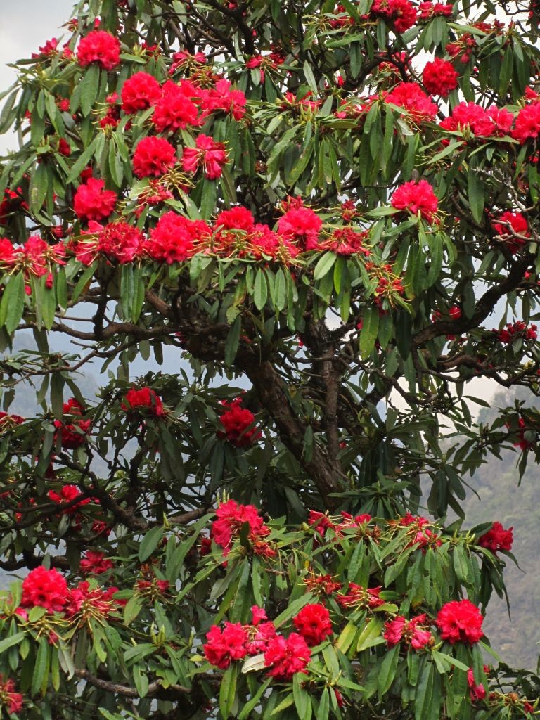 Rhododendrons