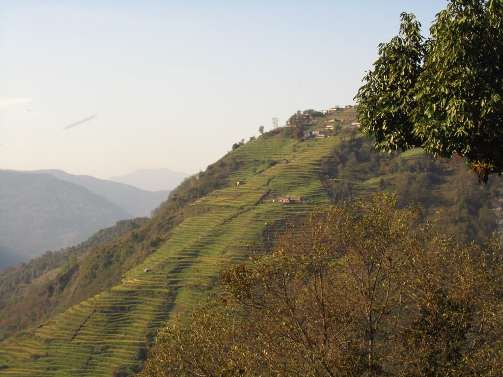 Terrasses à Jhinu Danda