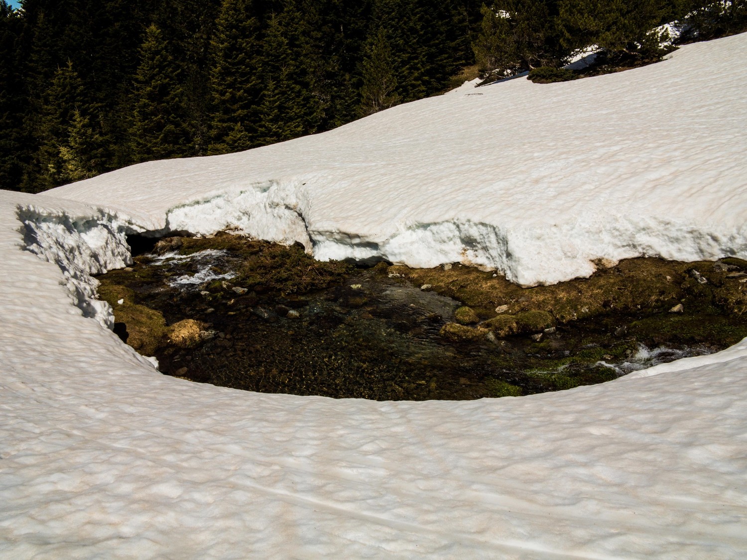 Épaisseur de neige au niveau de la foret