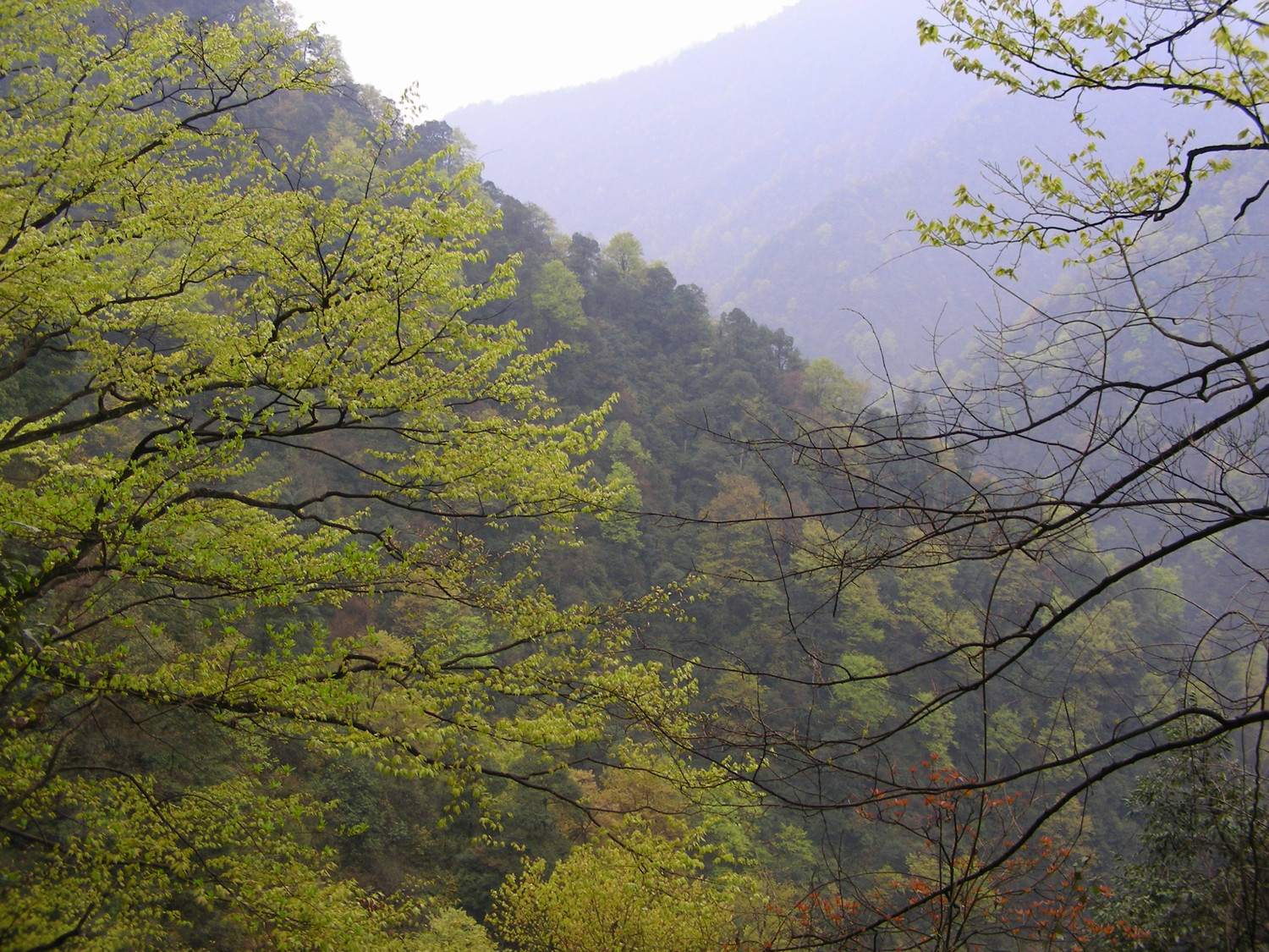 La forêt
