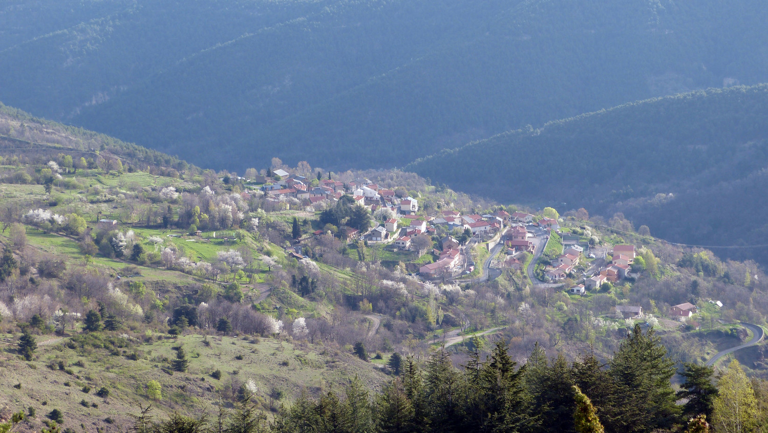 Escaro