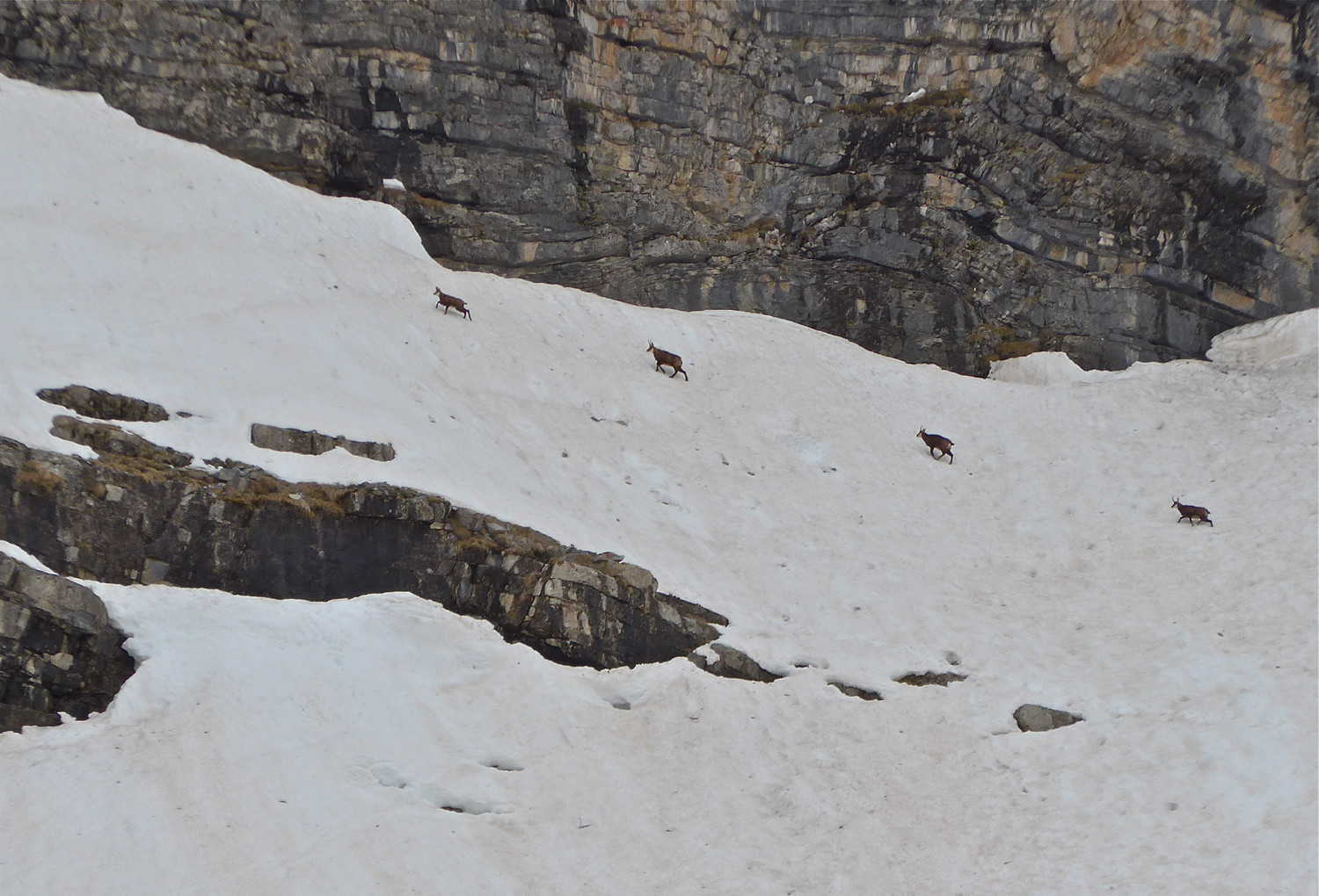 Chamois sous les Aiguilles de Pelens.
