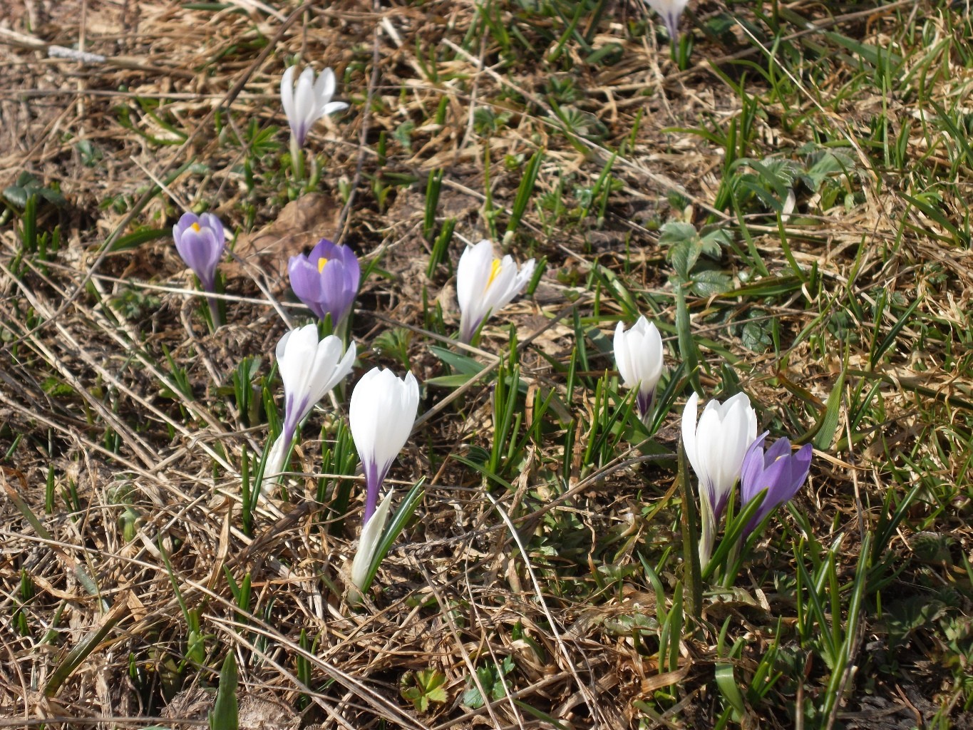 Colchicum alpinus