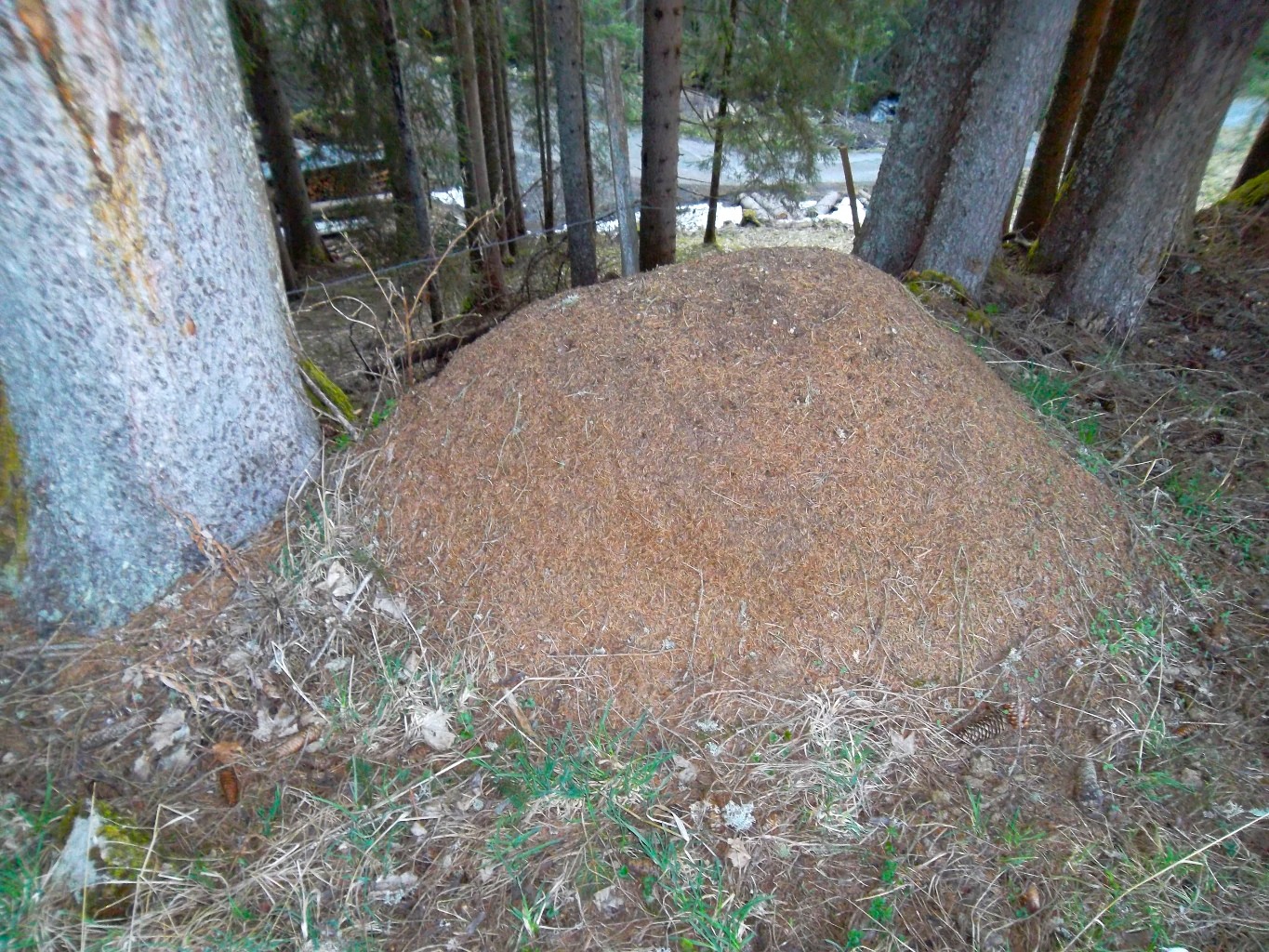 Fourmilière