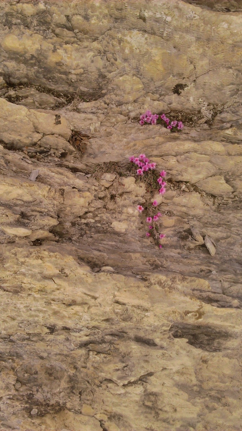C'est le printemps