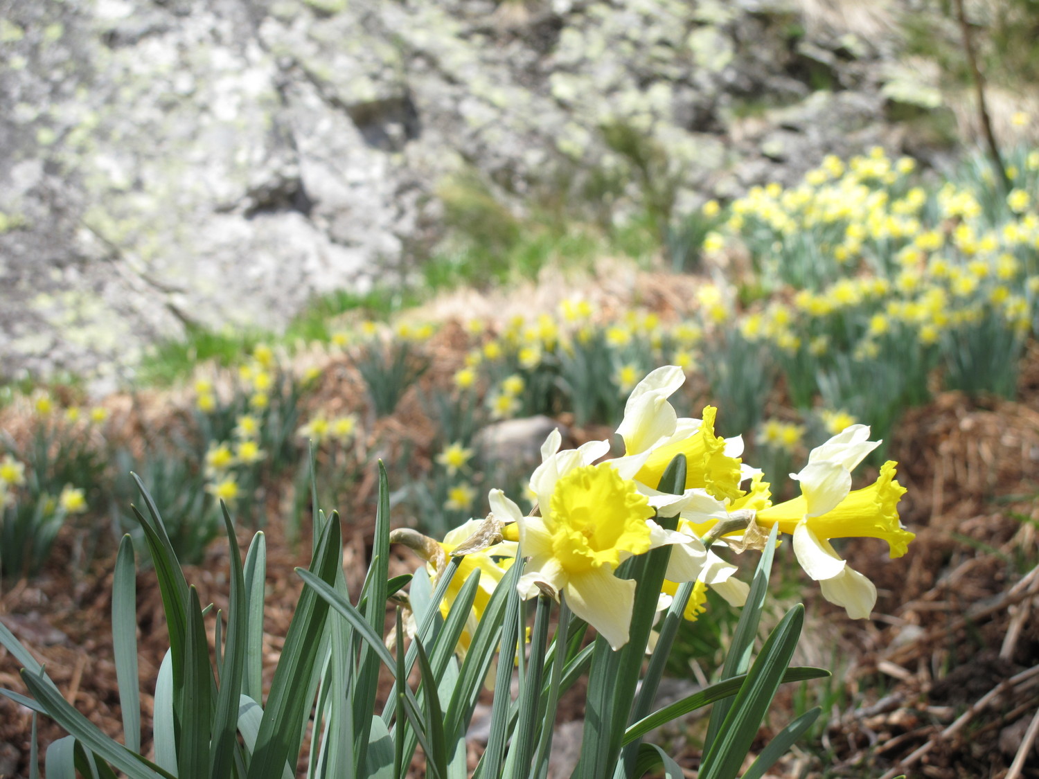 Le printemps est bien là