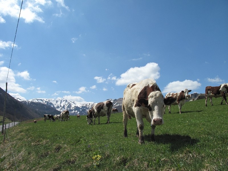 Productrices de Saint Nectaire... l'herbe du printemps est la meilleure