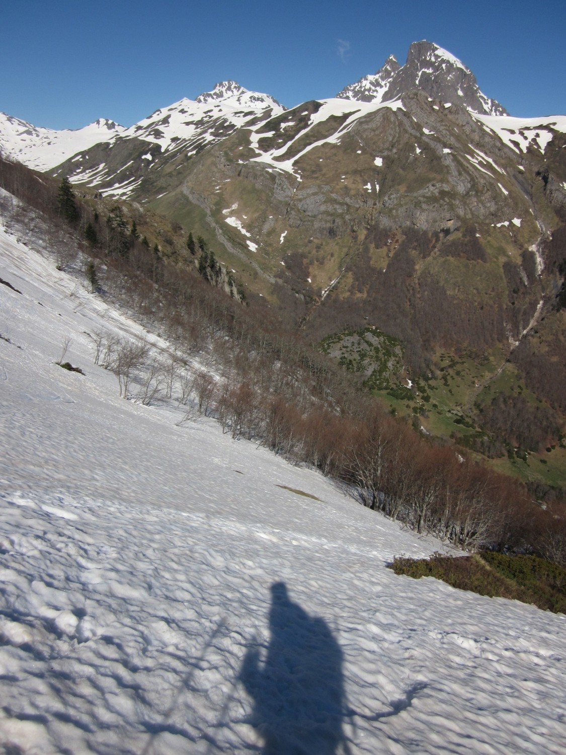 Sortie de forêt