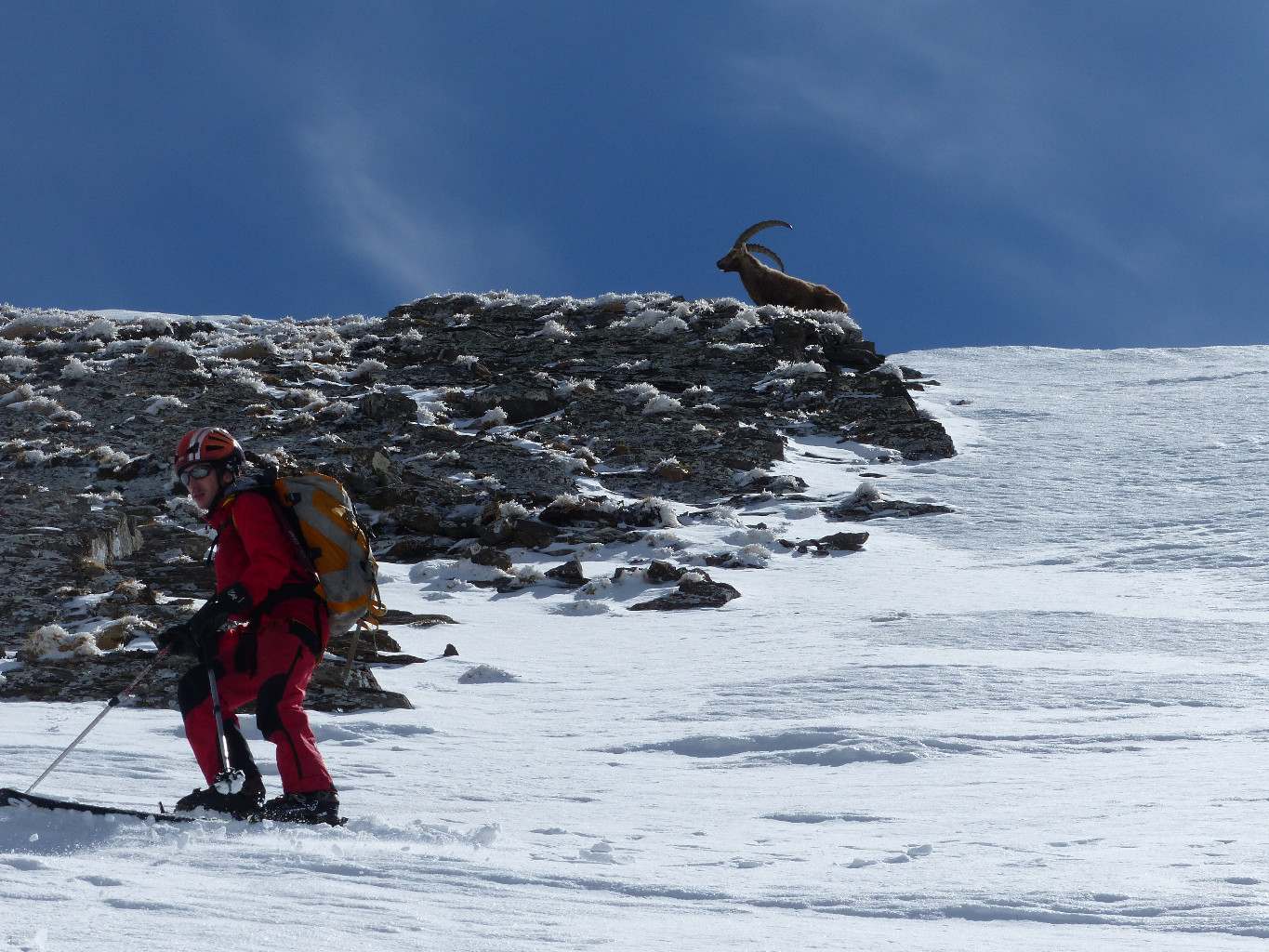 le skieur et le bouquetin !