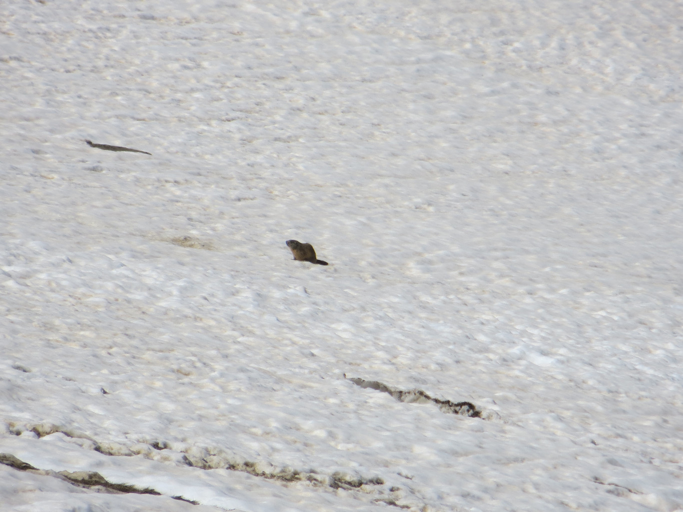 Les marmottes se reveillent