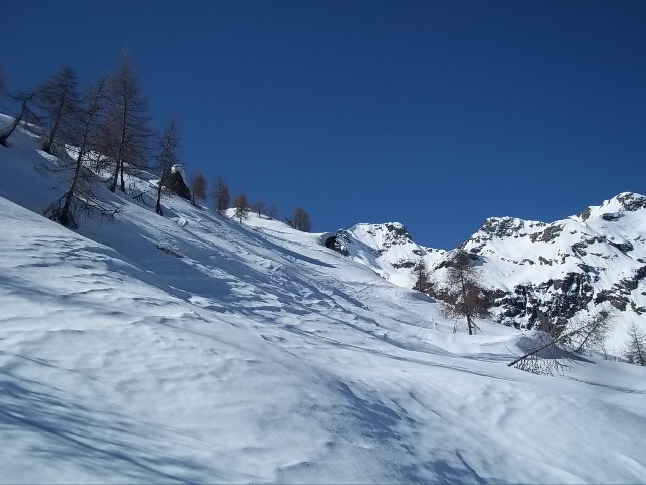 quasi fuori dal bosco
