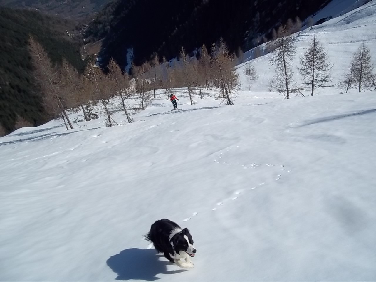 lupo solitario