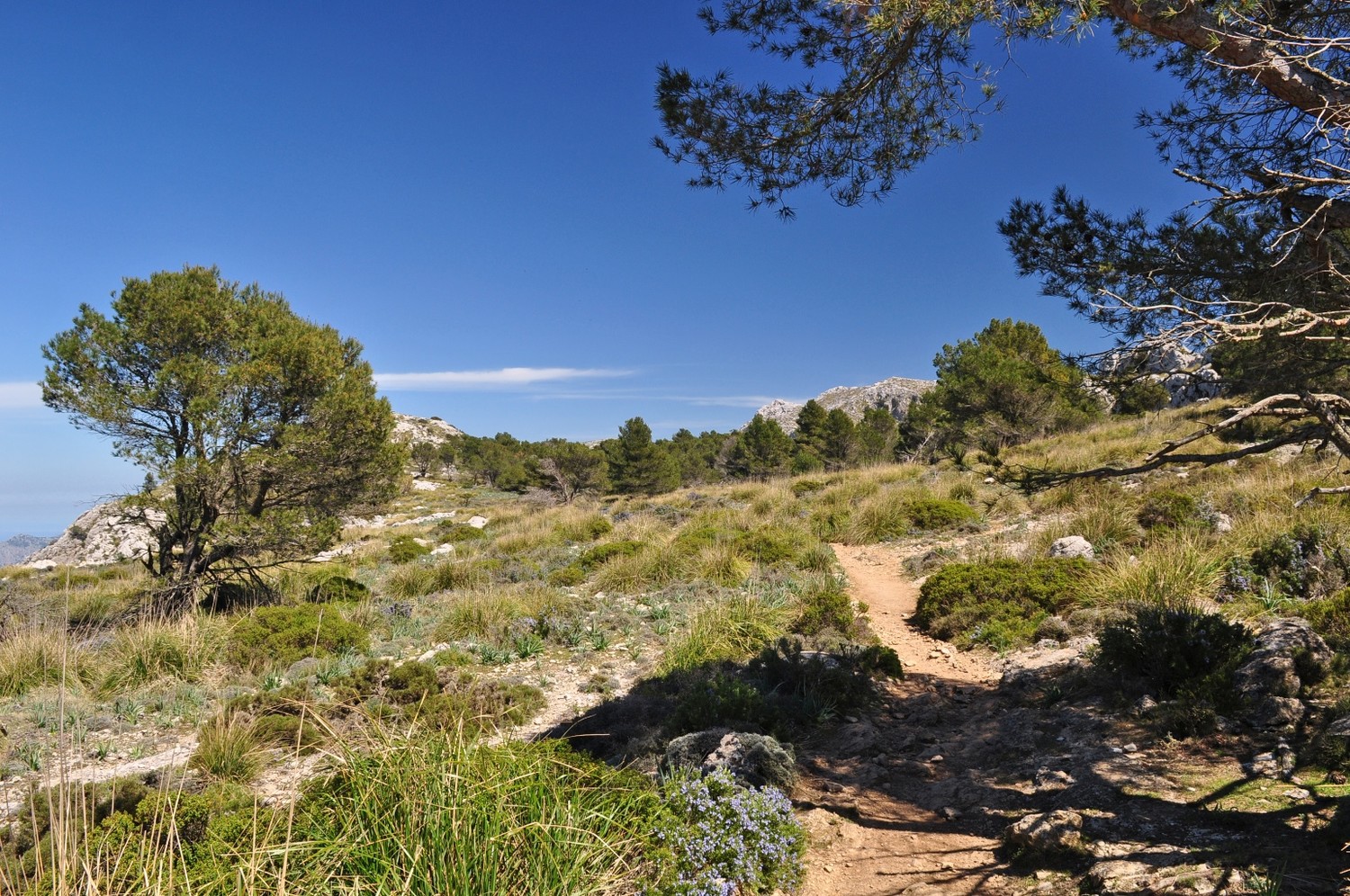 en chemin vers le puig roig