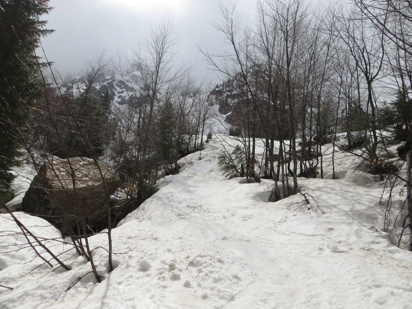The track in the forest