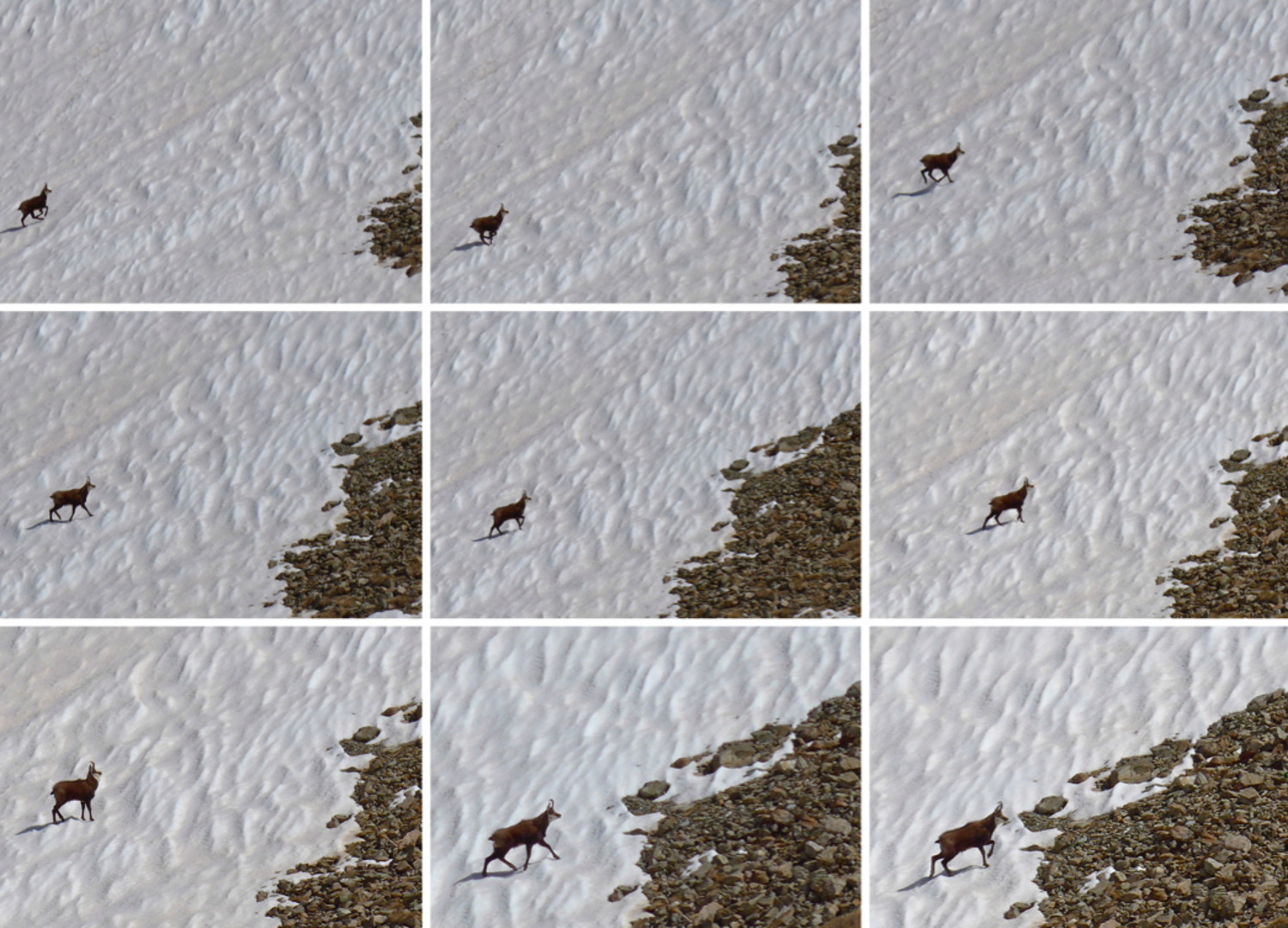 Un chamois par ci.