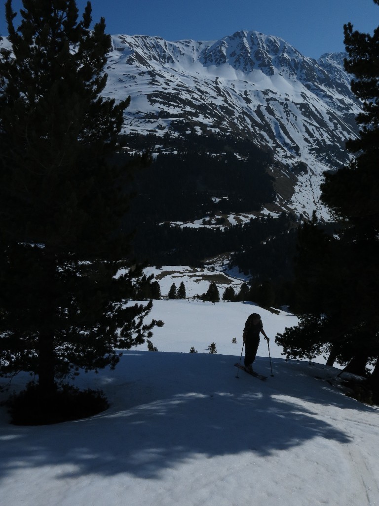Montée à travers les arolles