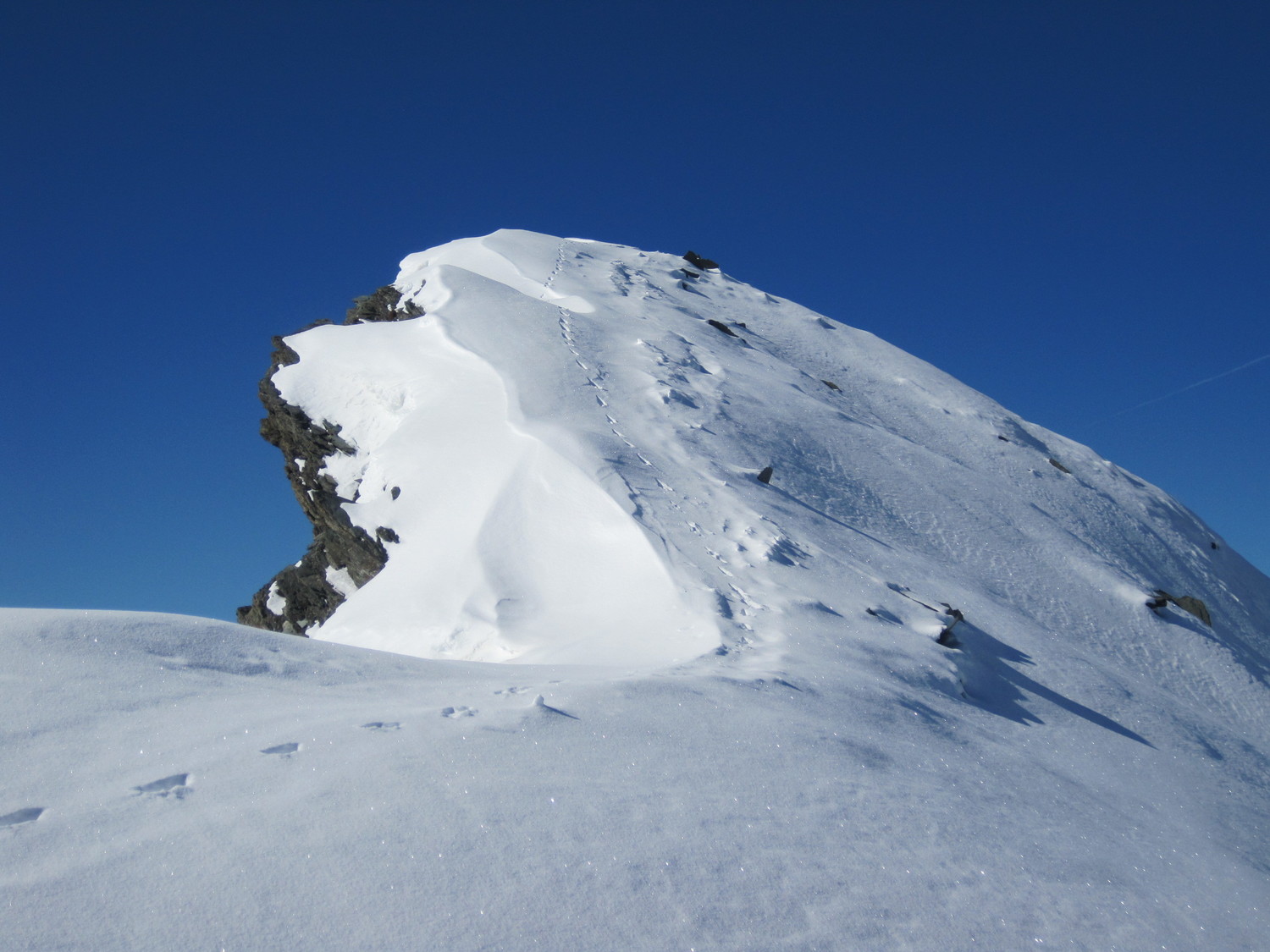 Un camoscio in cima alla Rossa?