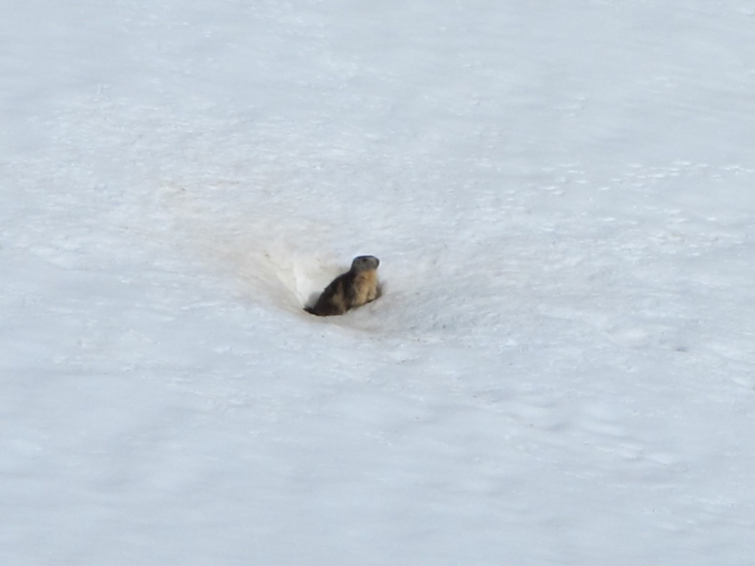Marmotte