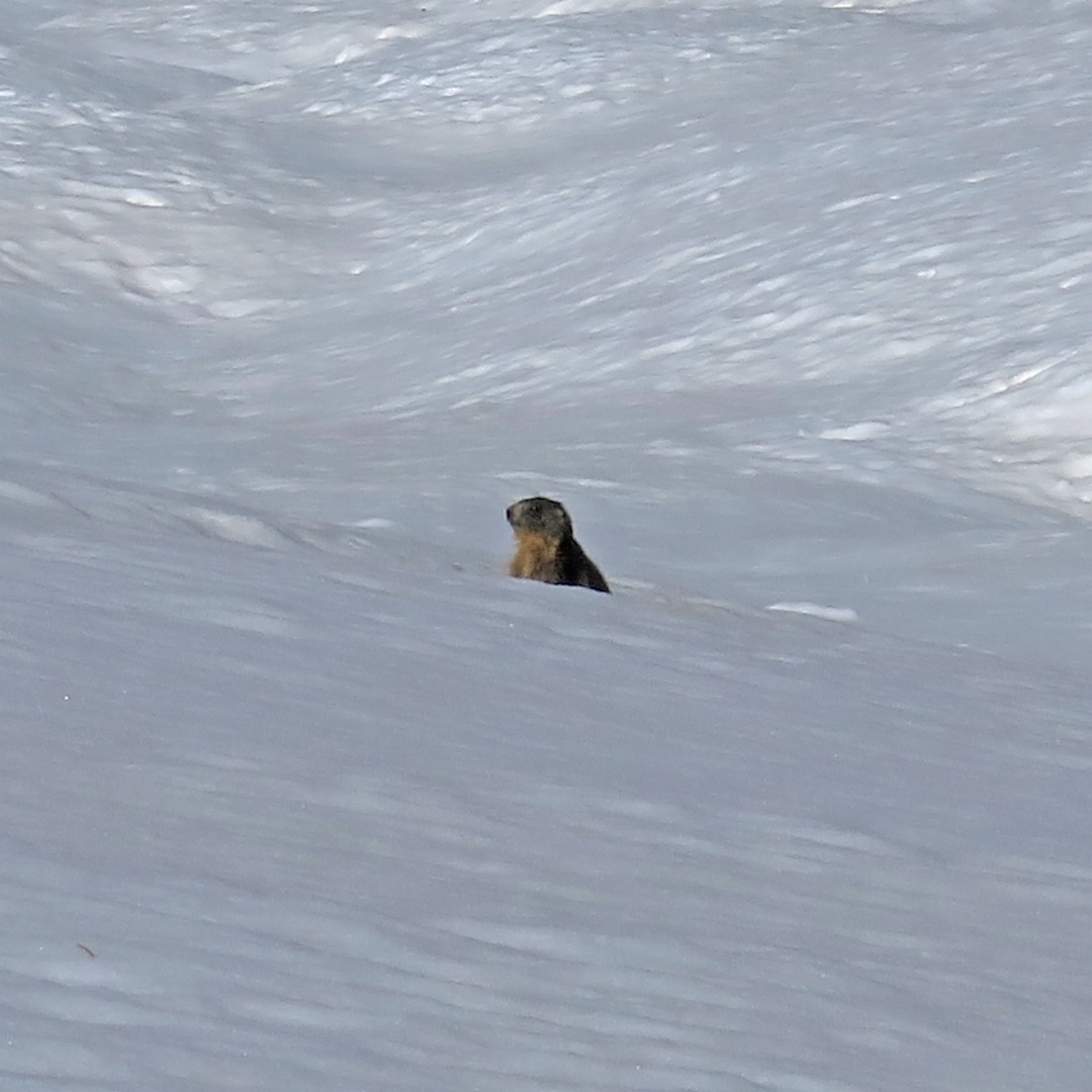 Marmotte locale