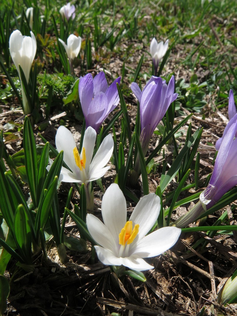 Crocus