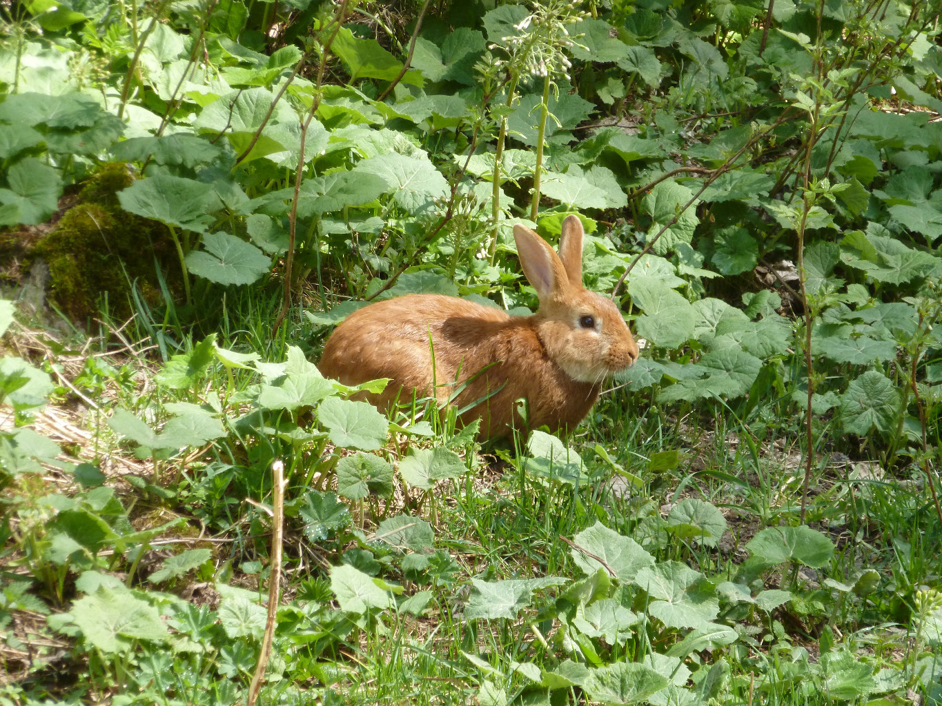 faune locale...!