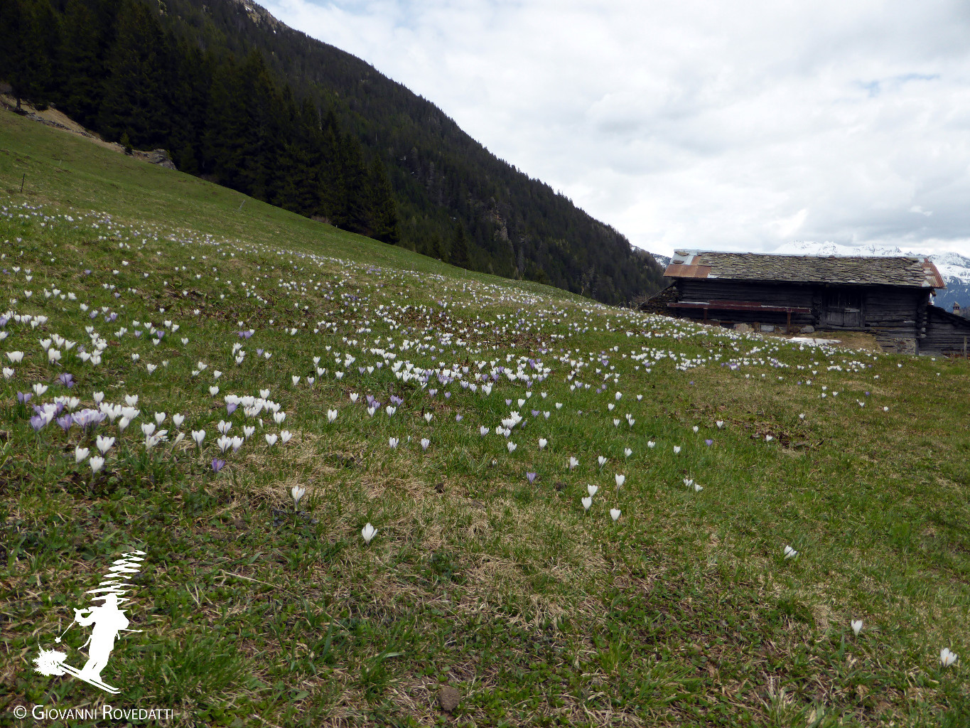 Crocchi in Val Grosina presso Ortisei 1600m