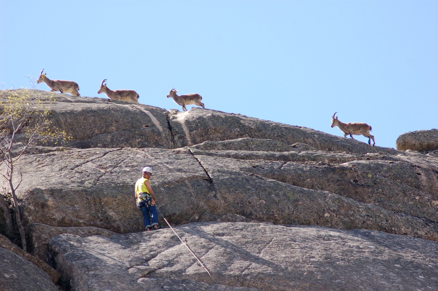 A La Pedriza, les bouquetins sont très curieux vis-à-vis des grimpeurs