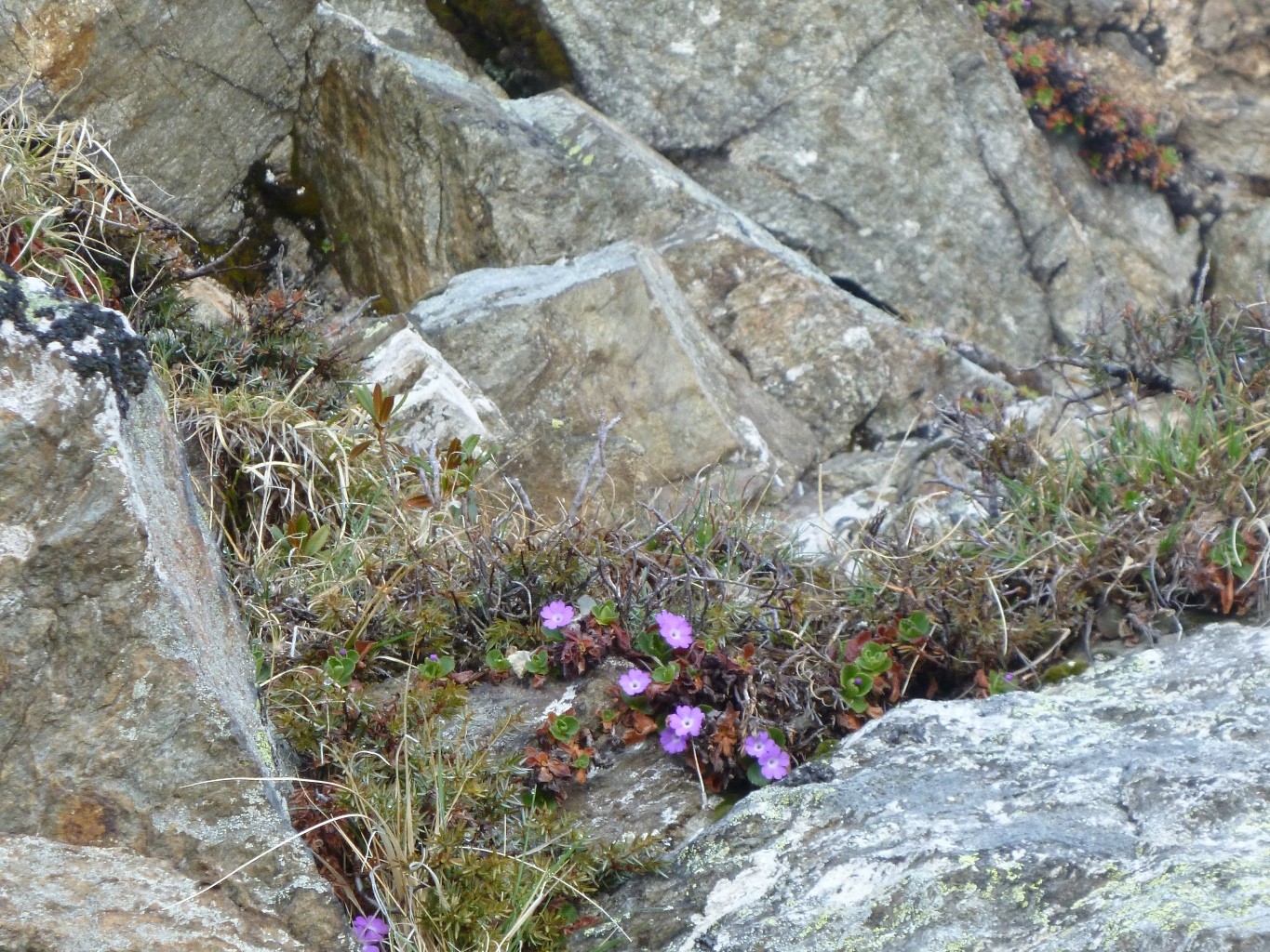 Fleurs sur Orionde