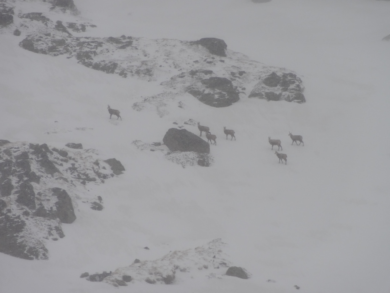 même les chamois n'en reviennent pas !
