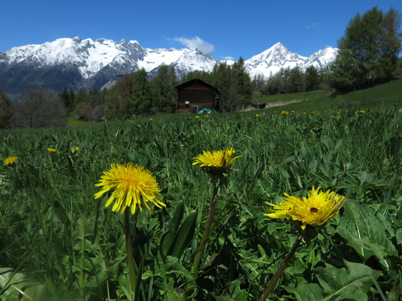 Des prairies verdoyantes