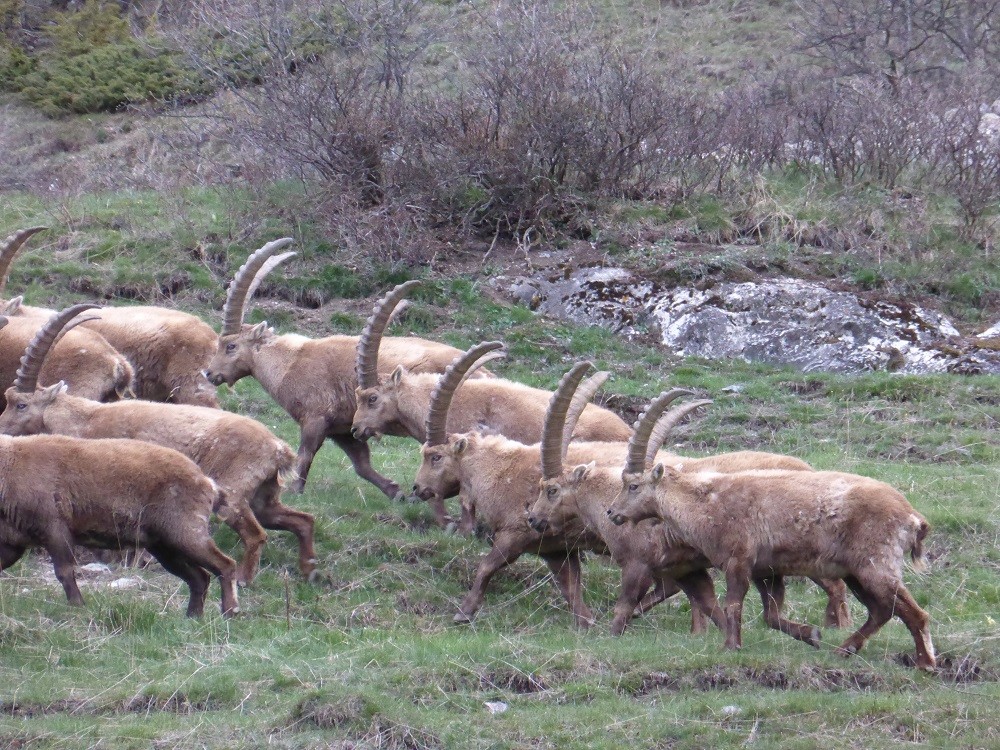 Ubaye, troupeau de bouquetin mâle