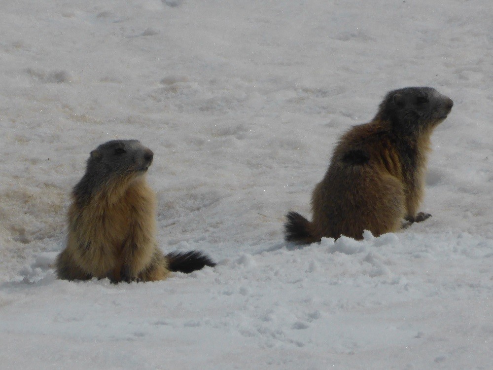Les marmottes sont de sortie.