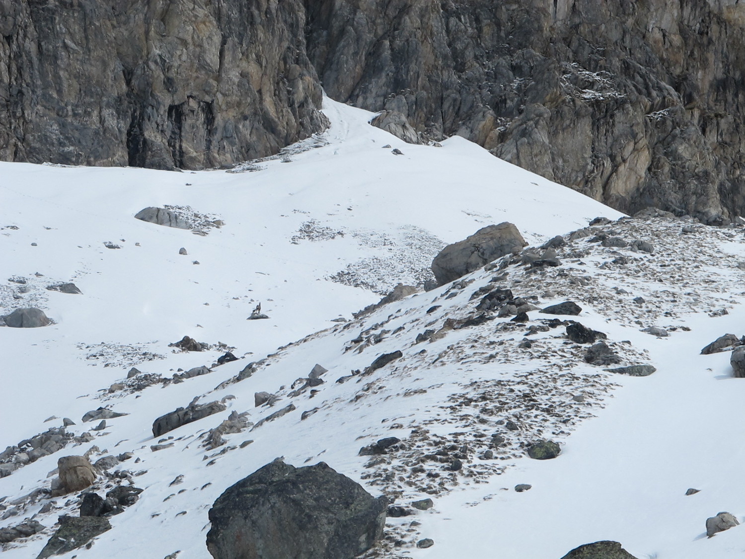 femelle chamois avec son petit faon