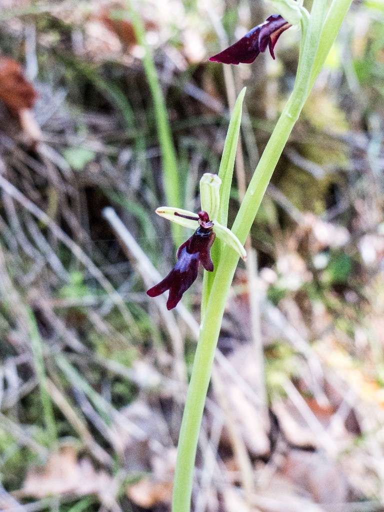 Un coup de main pour identifié cette belle plante ? -> Ophrys insectifera