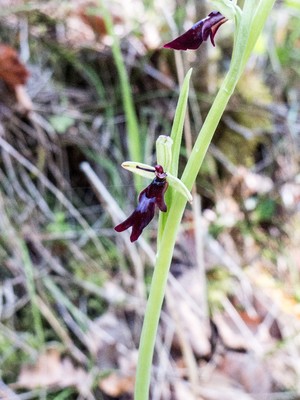 Un coup de main pour identifié cette belle plante ? -> Ophrys insectifera