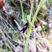 Un coup de main pour identifié cette belle plante ? -> Ophrys insectifera