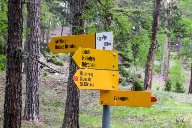 Eggwald.